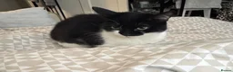 Mixed Breed cats for sale: Nala  - Advert 5