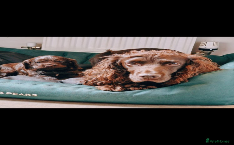 Cocker Spaniel dogs - Advert 6