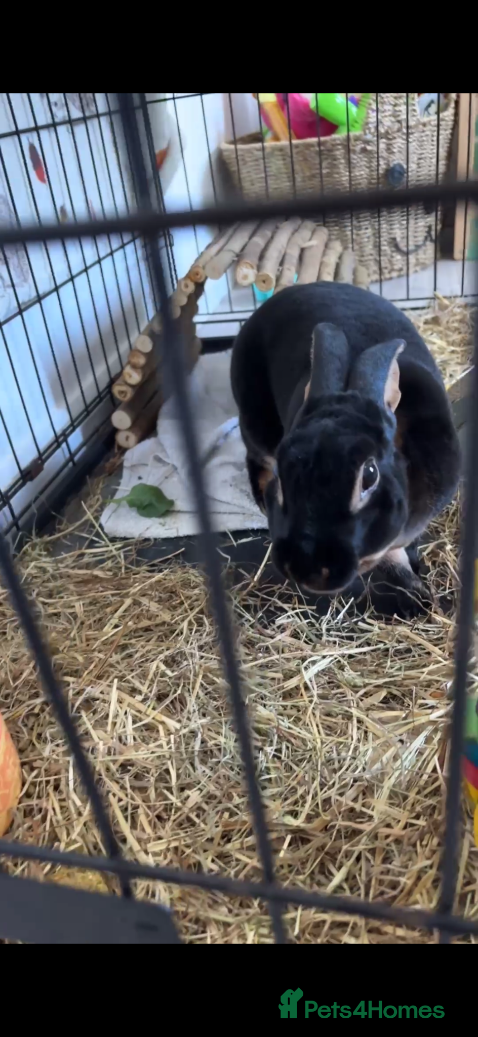 English rabbits Male rabbit - Advert 1