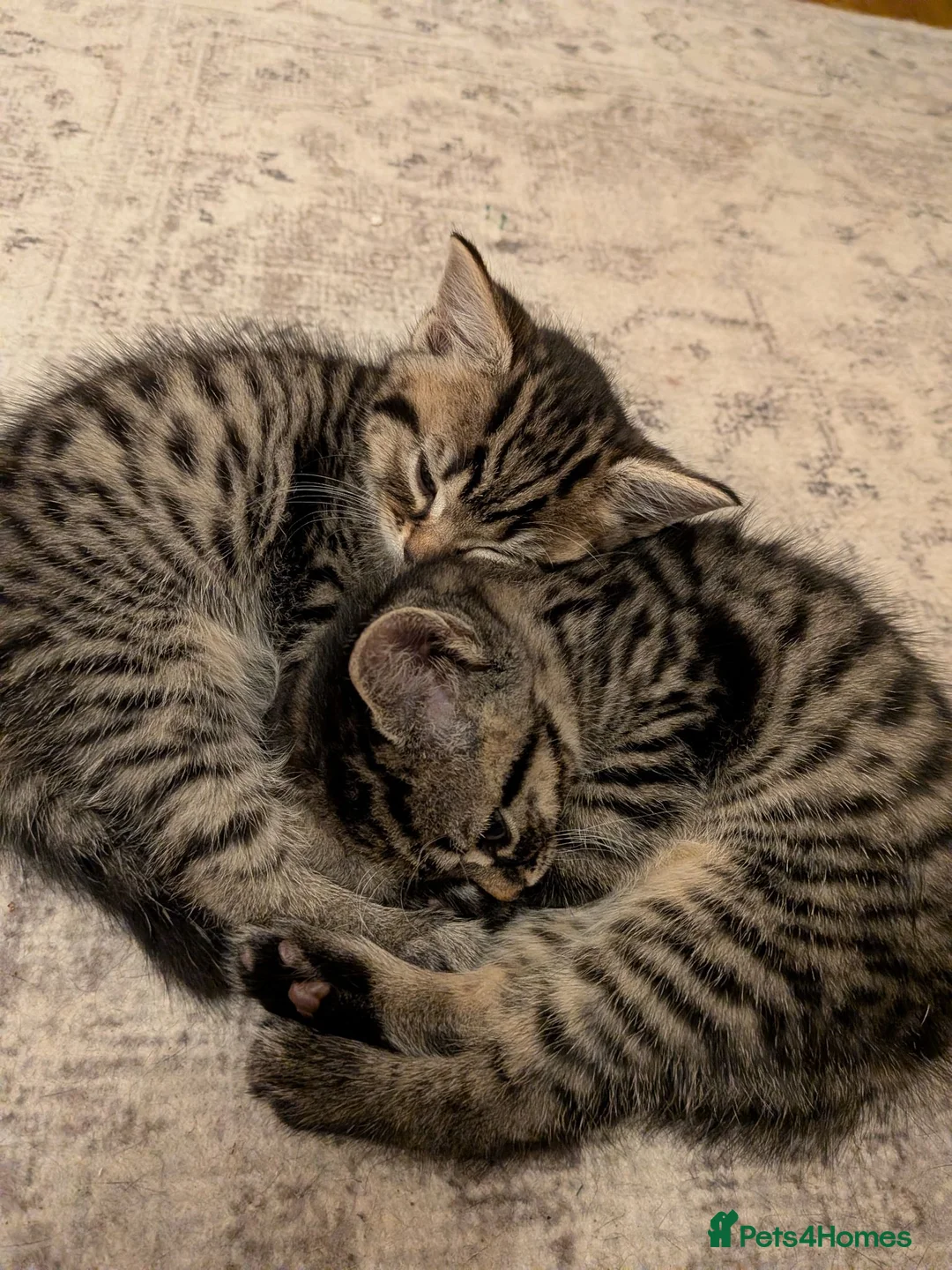 Mixed Breed cats for sale: Kittens for sale  - Advert 10