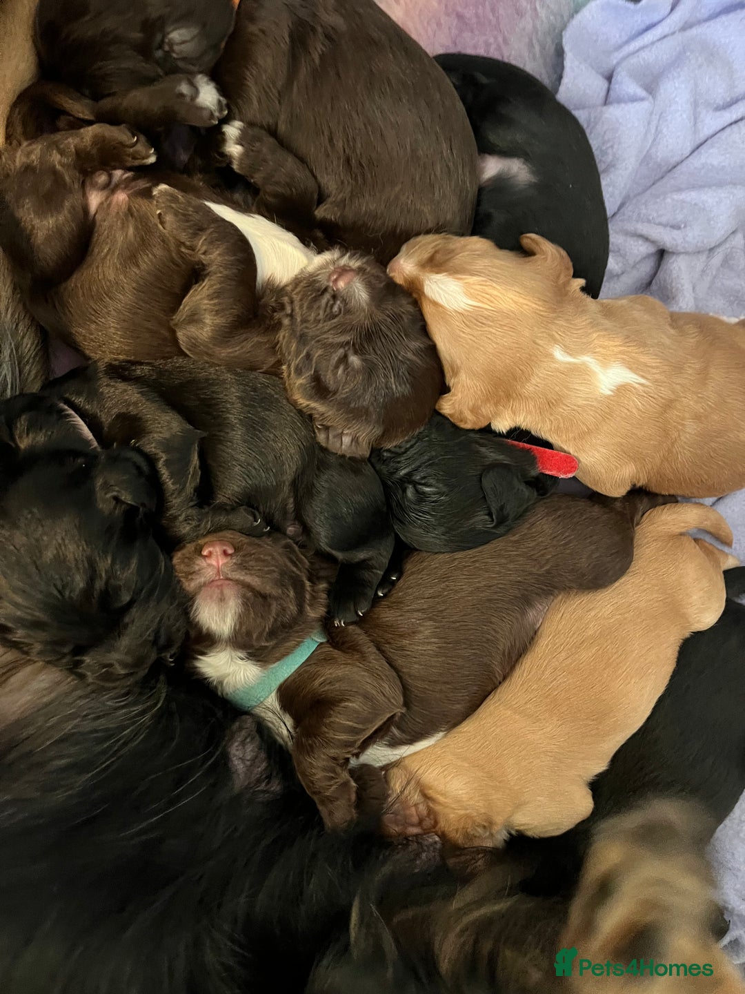 Cocker Spaniel dogs for sale: Cocker spaniel puppies - Image 1