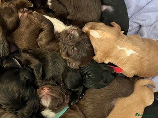 Cocker Spaniel dogs - Advert 7