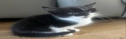 British Longhair cats for sale: 6 Long hair X Tuxedo Kittens ❤️ - Advert 10