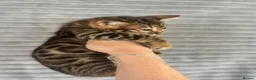 Bengal cats for sale: Perfect Bengal kittens  - Advert 6