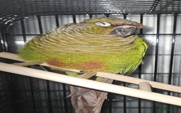 Conures birds for sale: Green cheek conure 💚 - Advert 2