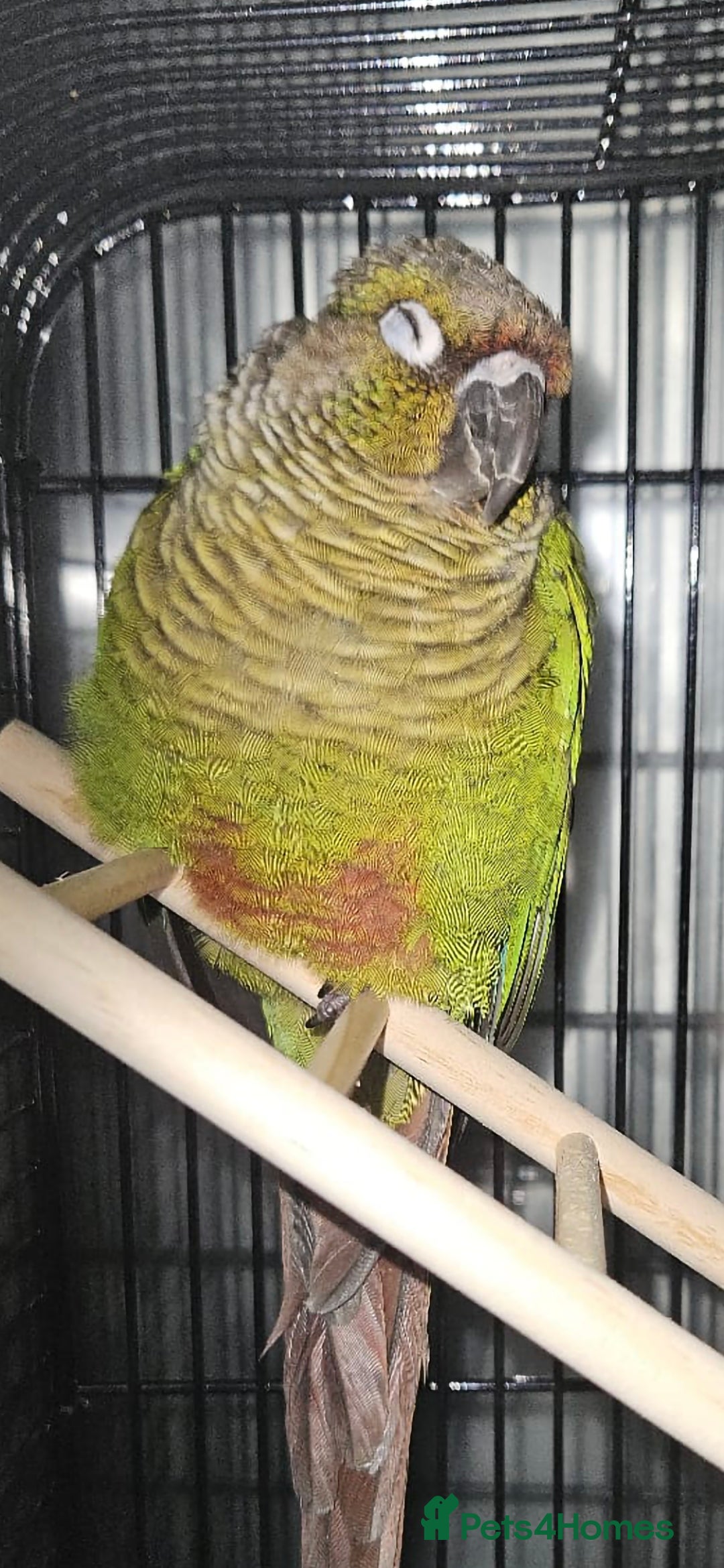 Conures birds for sale: Green cheek conure 💚 - Advert 2