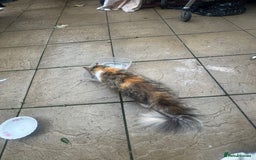 Mixed Breed cats for sale: Beautiful Longhaired Calico Cat - Image 2