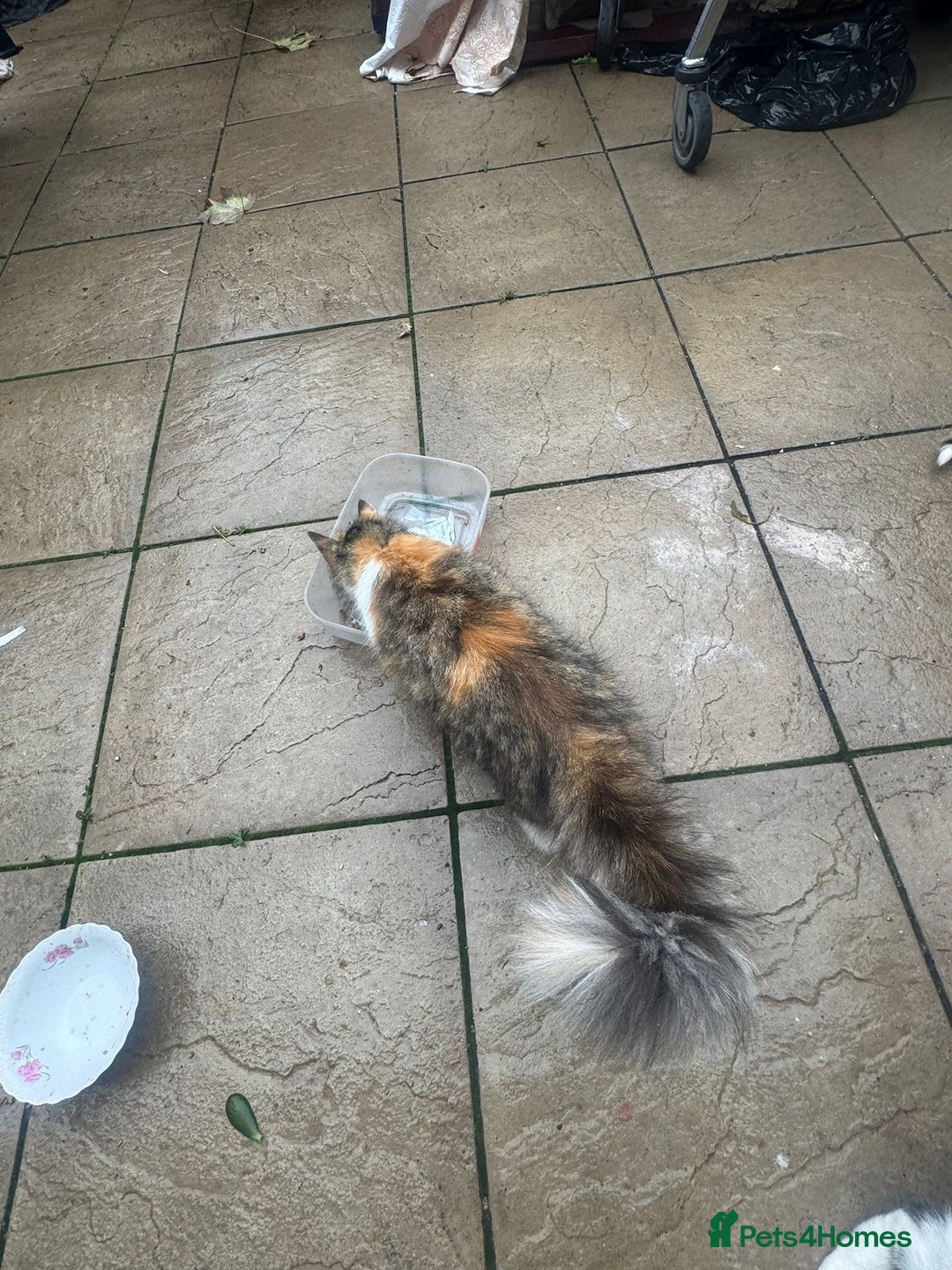 Mixed Breed cats for sale: Beautiful Longhaired Calico Cat - Image 2