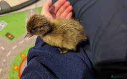 Ducks poultry for sale: 3 ducklings needing forever homes  - Image 4