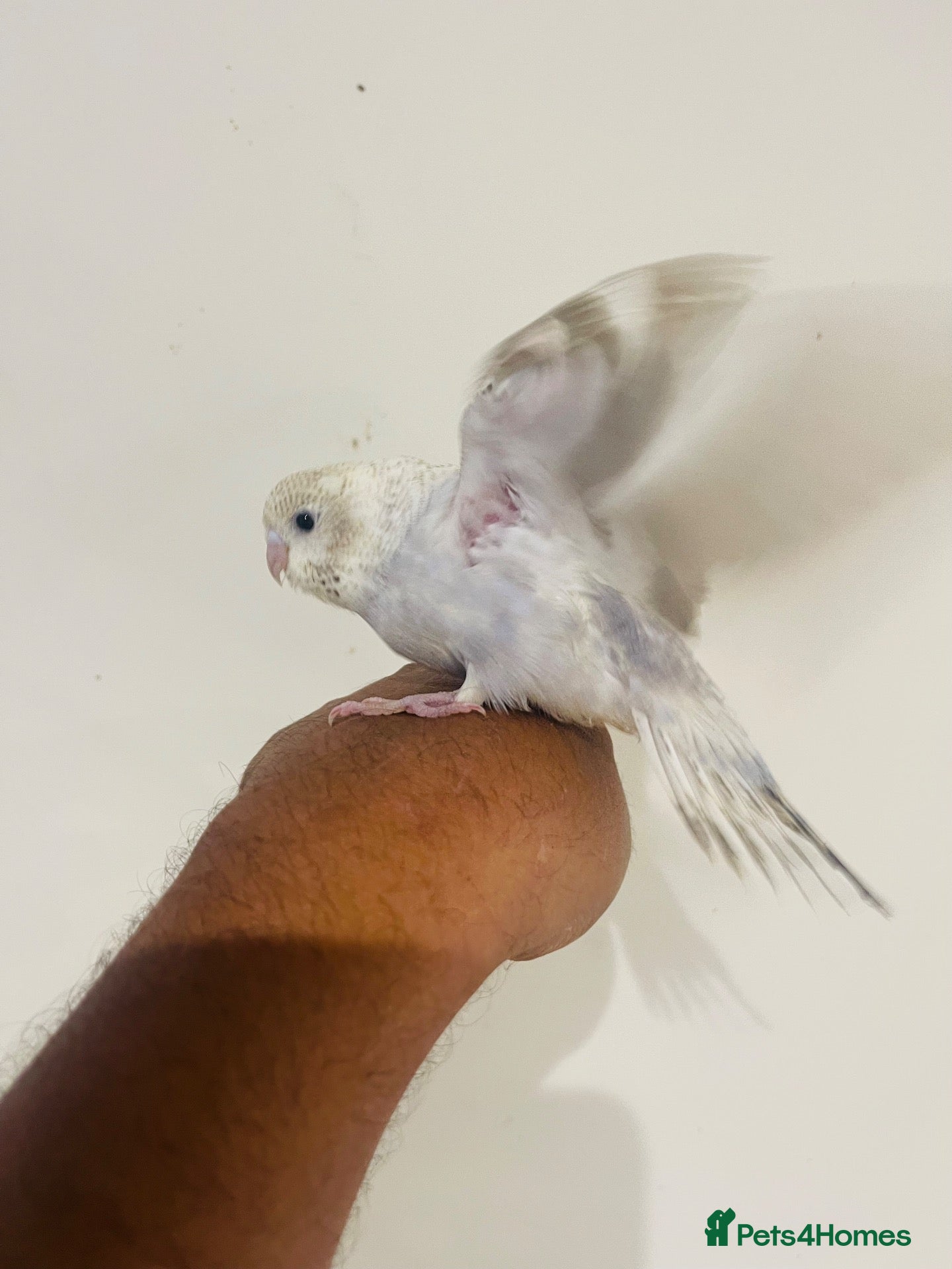 Budgerigars birds Hand reared budgies for sale  - Advert 1