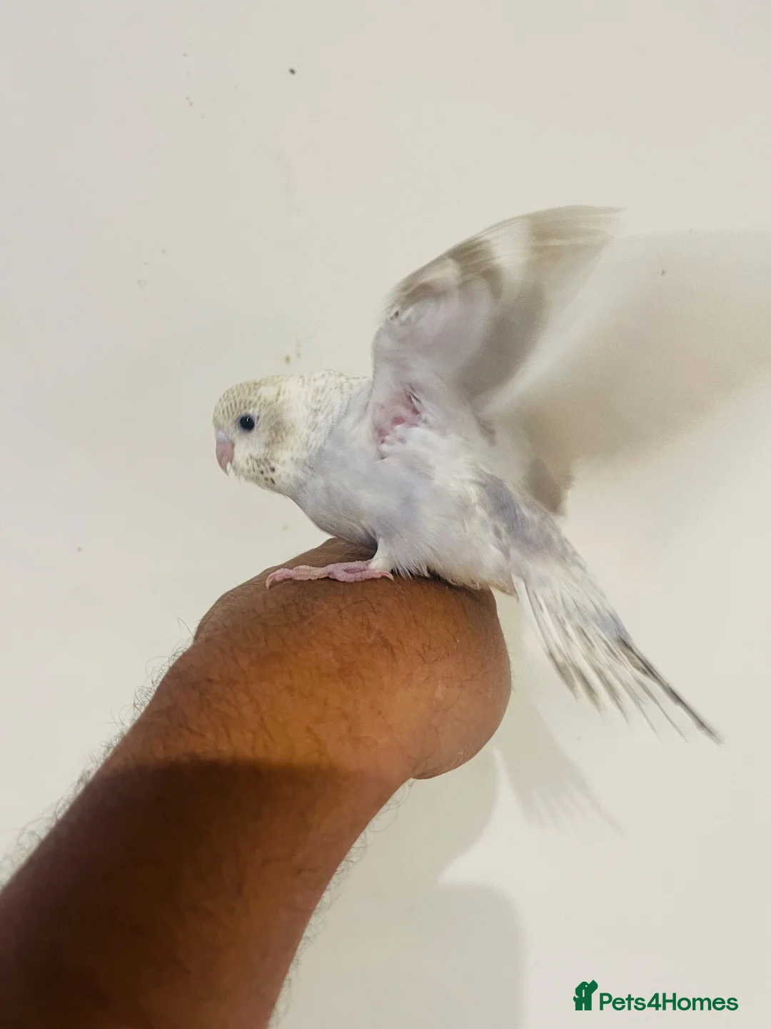 Budgerigars birds for sale: Hand reared budgies for sale  - Advert 1
