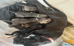 Mixed Breed dogs for sale: Cane corso/Great Dane puppies for sale ✨✨ - Image 32