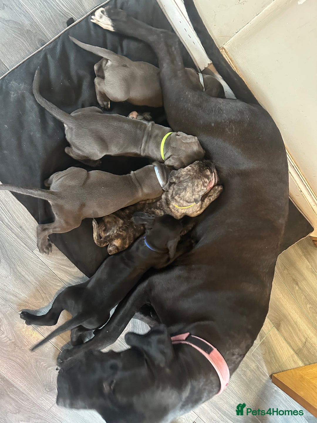 Mixed Breed dogs for sale: Cane corso/Great Dane puppies for sale ✨✨ - Image 32