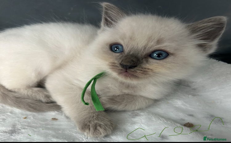 Ragdoll cats - Advert 14