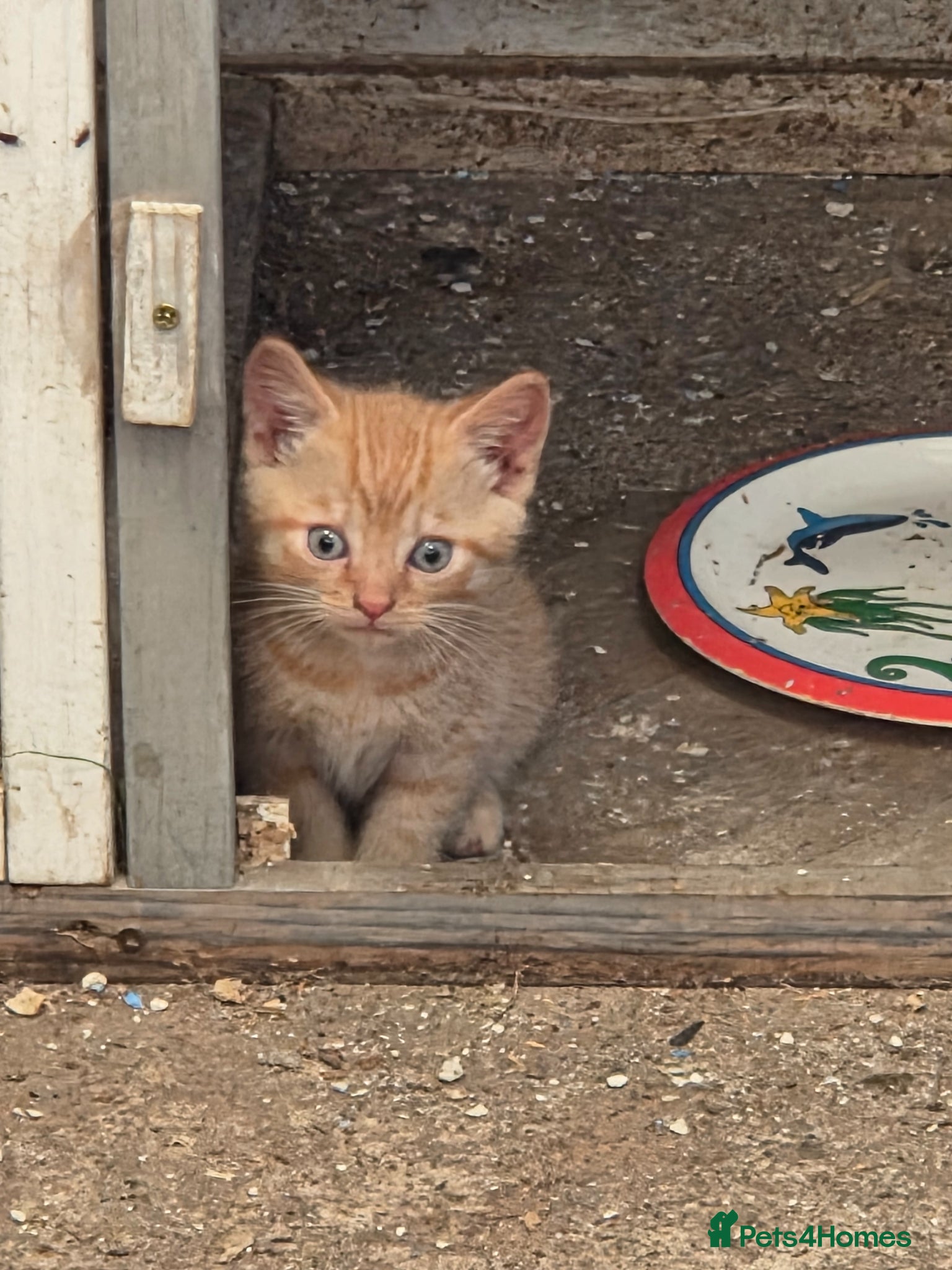 Mixed Breed cats for sale: Farm Kittens  - Advert 11