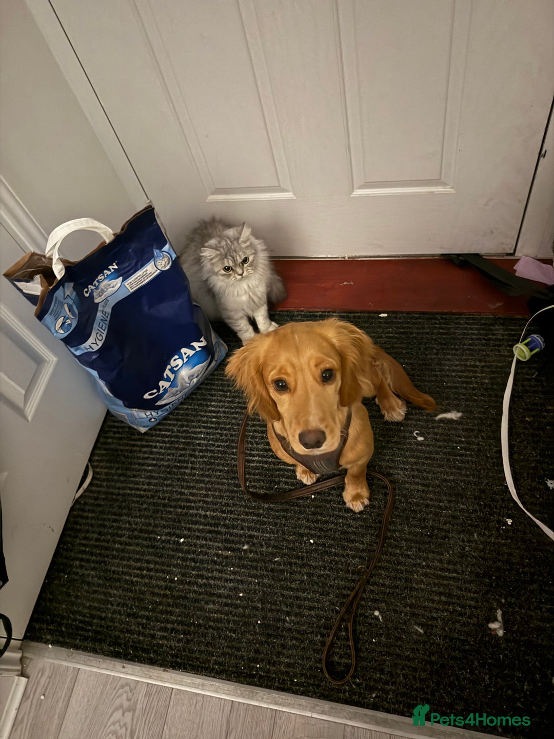 Cocker Spaniel dogs for sale: Cocker spaniel Puppy  - Advert 1