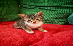 Mixed Breed cats for sale: Four Gorgeous Tuxedo & Tabby Kittens  - Image 3