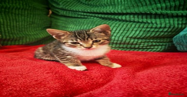 Mixed Breed cats - Advert 7