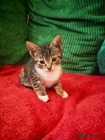 Mixed Breed cats - Advert 2