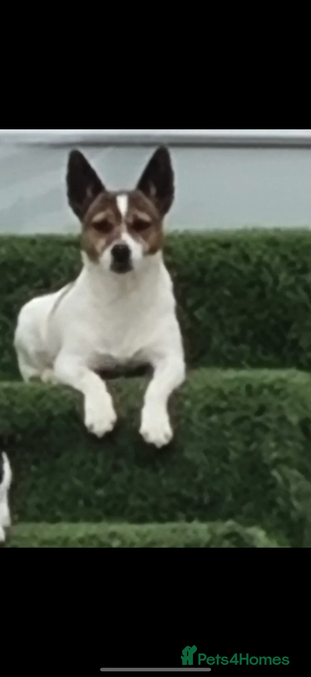 Jack Russell dogs for sale: Jack Russell puppys - Advert 1