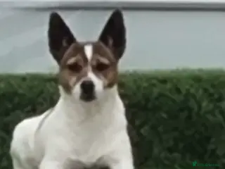 Jack Russell dogs Jack Russell puppys - Advert 2