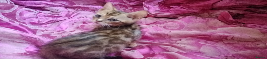 Mixed Breed Kitten 4