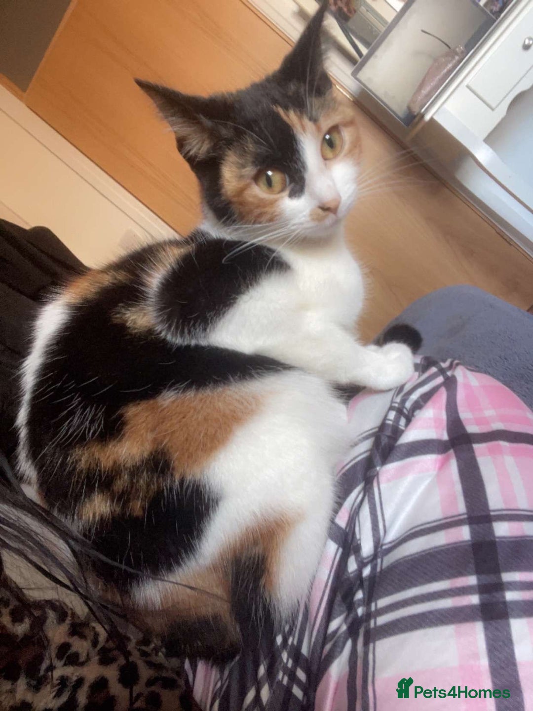 Domestic Shorthair cats for sale: Kittens black and white in London - Image 2