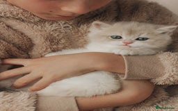 British Shorthair cats for sale: Cuddly Golden Blue British Shorthair girl  - Advert 8