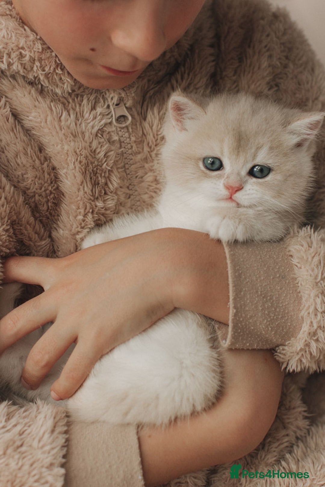 British Shorthair cats for sale: Cuddly Golden Blue British Shorthair girl  - Advert 8