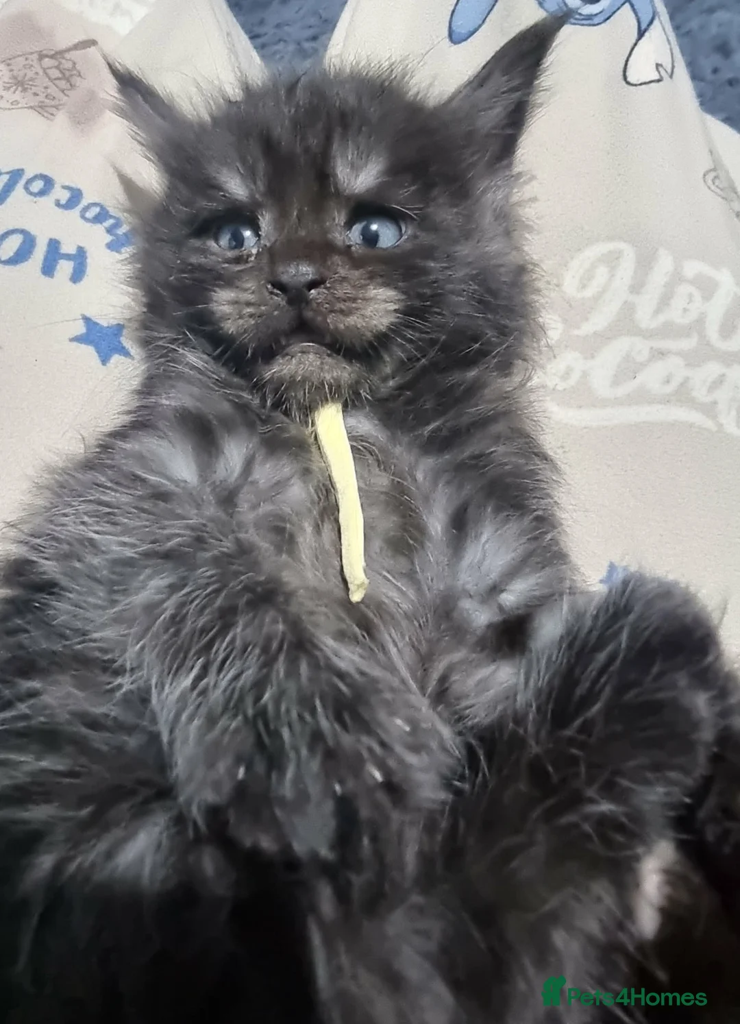 Maine Coon cats for sale: Stunning mainecoon kittens available  - Advert 3