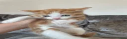 Mixed Breed cats for sale: GINGER MALE KITTEN READY TO LEAVE  - Advert 3