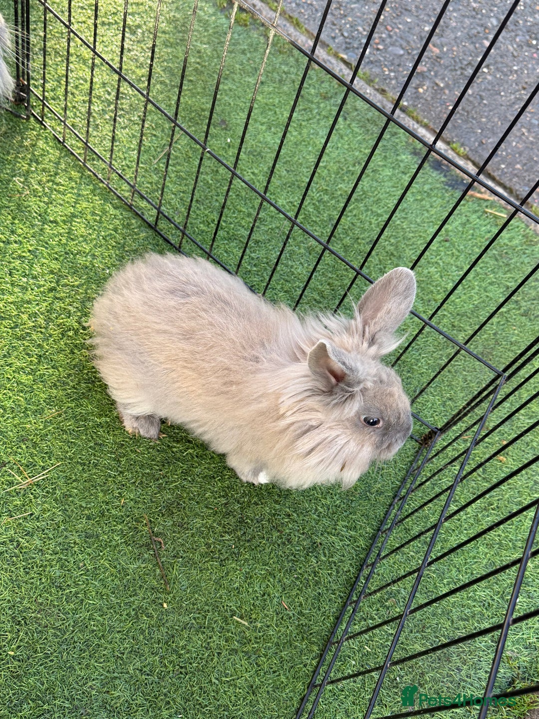 Mixed Breed rabbits for sale: Baby rabbits ready now  - Advert 12