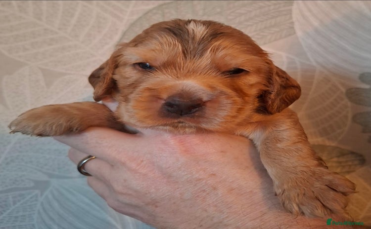 Cocker Spaniel dogs - Advert 15