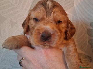 Cocker Spaniel dogs - Advert 6