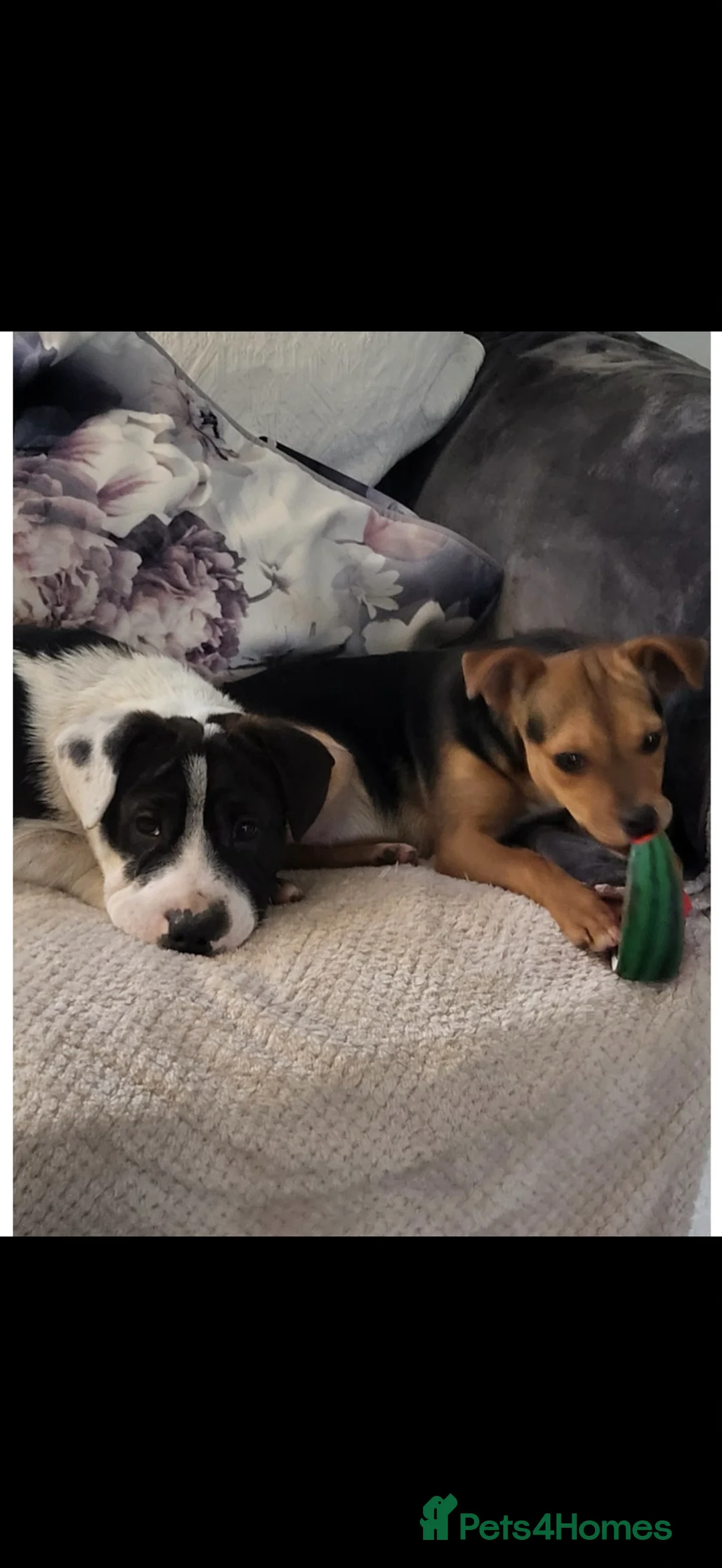 Mixed Breed dogs for sale: 10 month Jack Russell x Parson  - Advert 2