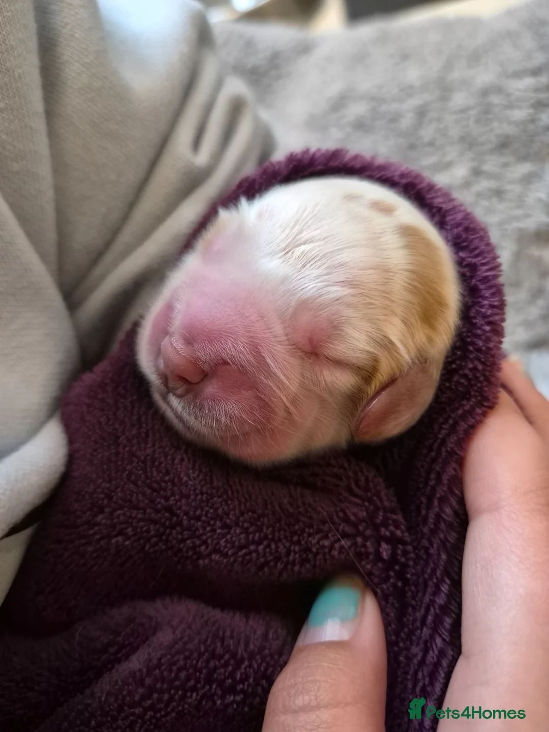 Cocker Spaniel dogs for sale: Show Cocker Spaniel in Blackwood - Advert 2