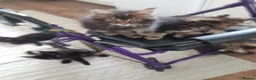 Maine Coon cats for sale: Pure bred Maine Coon kittens both parents in situ  in Crawley - Advert 6