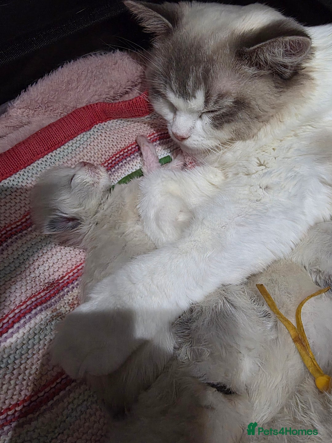 Ragdoll cats for sale: READY TO LEAVE 😻 tica registered Ragdoll Kitten   - Advert 5