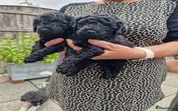 Toy Poodle dogs for sale: Toy poodle puppies  - Image 7