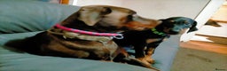 Dobermann dogs for sale: Dobermann puppies - Advert 7
