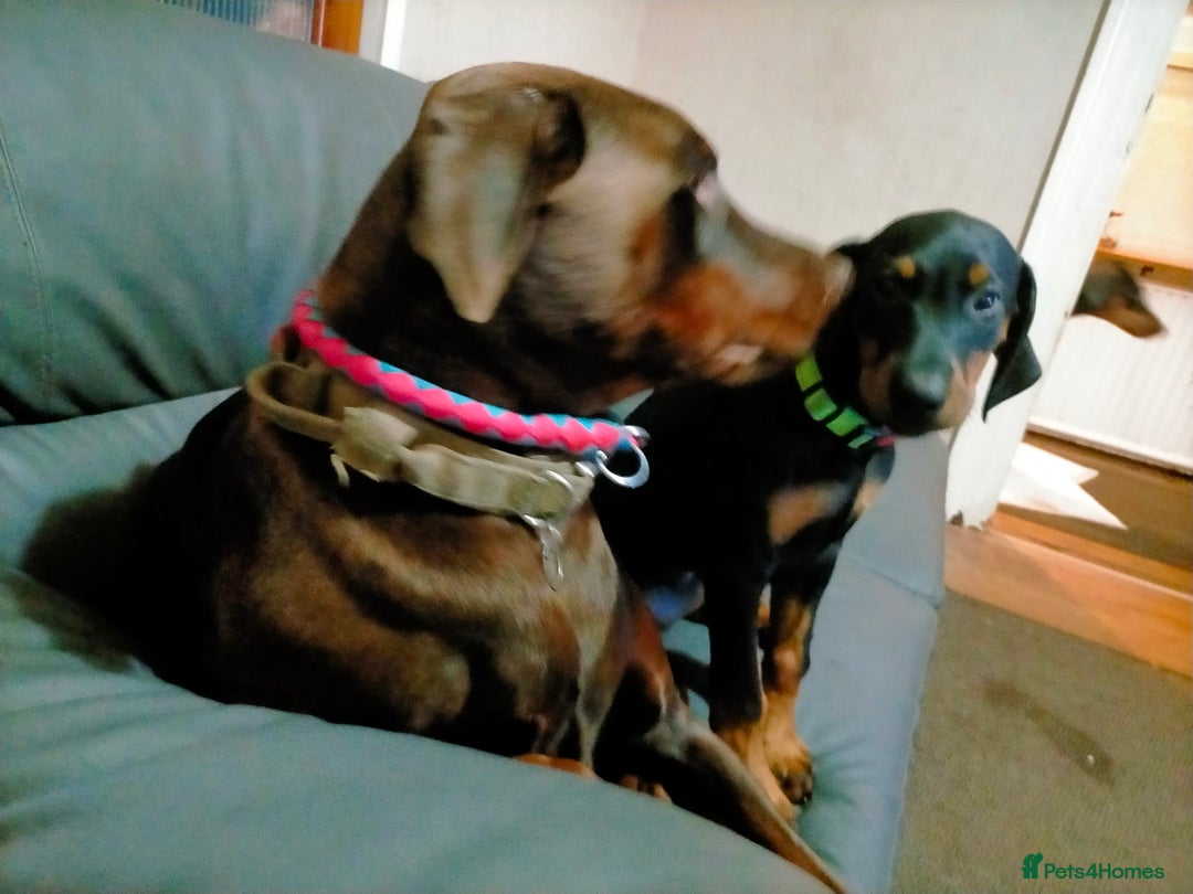 Dobermann dogs for sale: Dobermann puppies - Advert 7