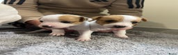 Jack Russell dogs for sale: READY NOW! OutstandingJack Russell puppies - Advert 28