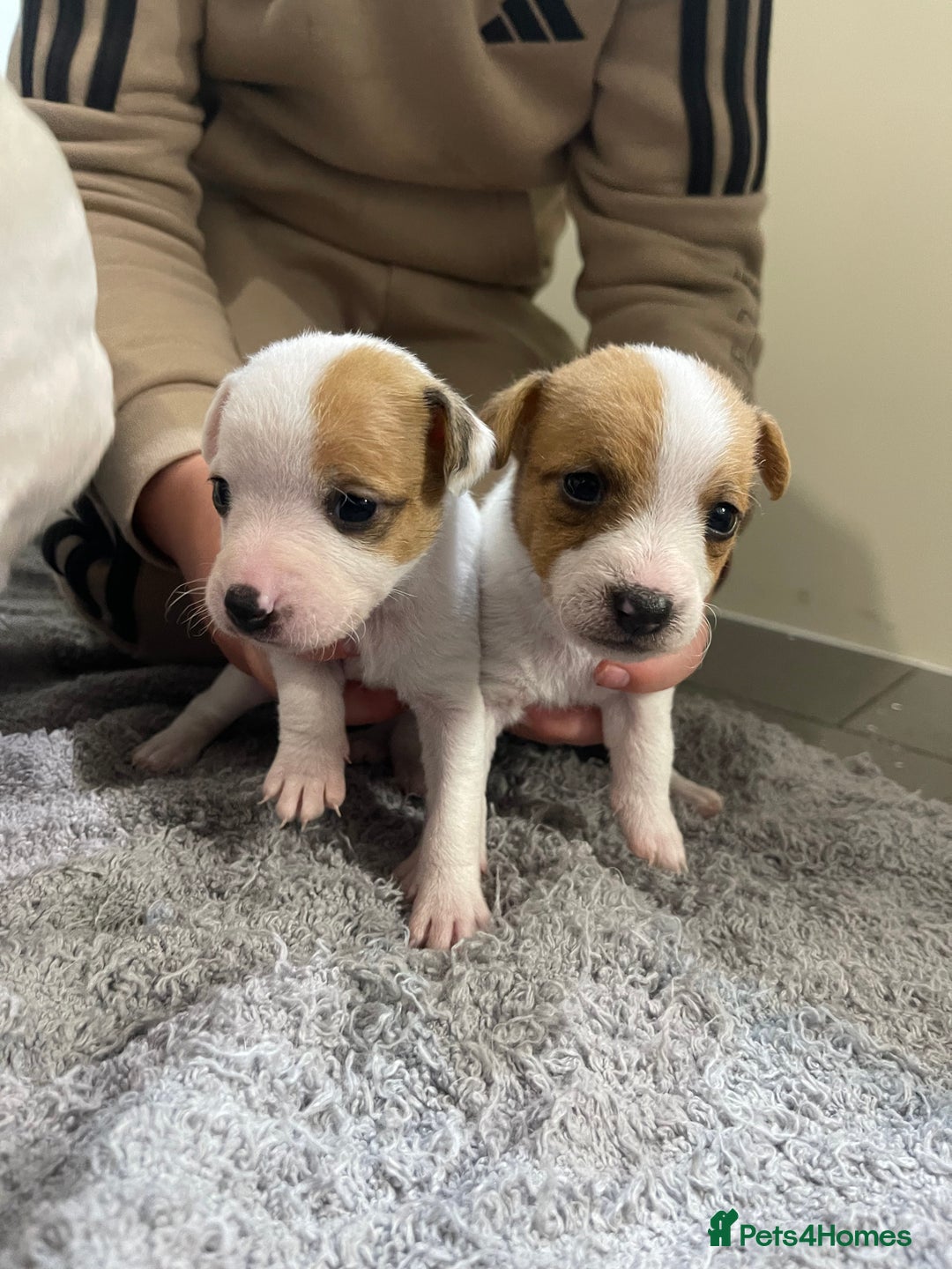 Jack Russell dogs for sale: READY NOW! OutstandingJack Russell puppies - Advert 28