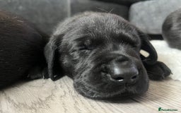 Labrador Retriever dogs for sale: 8 super Labrador pups 4 girls 4 boys**NEW PHOTOS** - Image 16