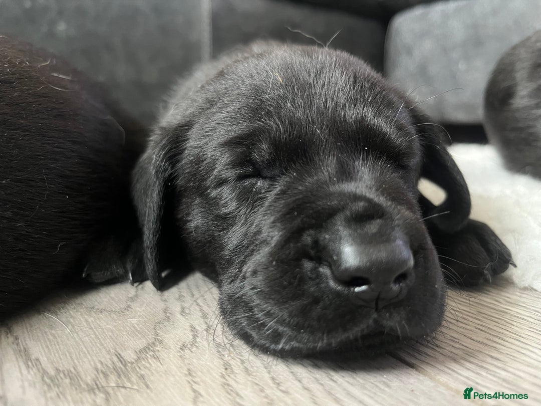 Labrador Retriever dogs for sale: 8 super Labrador pups 4 girls 4 boys**NEW PHOTOS** - Image 16