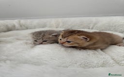 British Shorthair cats for sale: British shorthair kittens  - Image 20