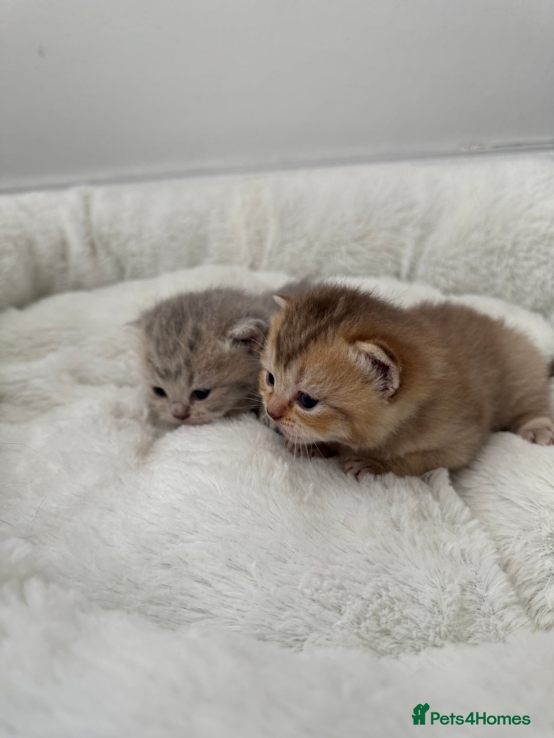 British Shorthair cats for sale: British shorthair kittens  - Image 20