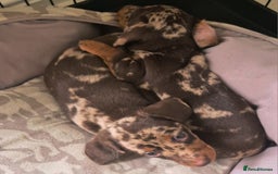 Miniature Dachshund dogs for sale: Chocolate Daple Miniature Boys  - Image 1