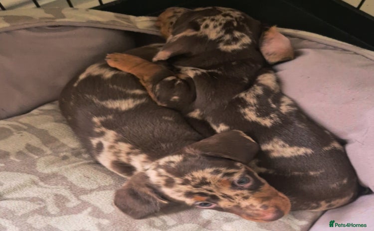 Miniature Dachshund dogs - Advert 1
