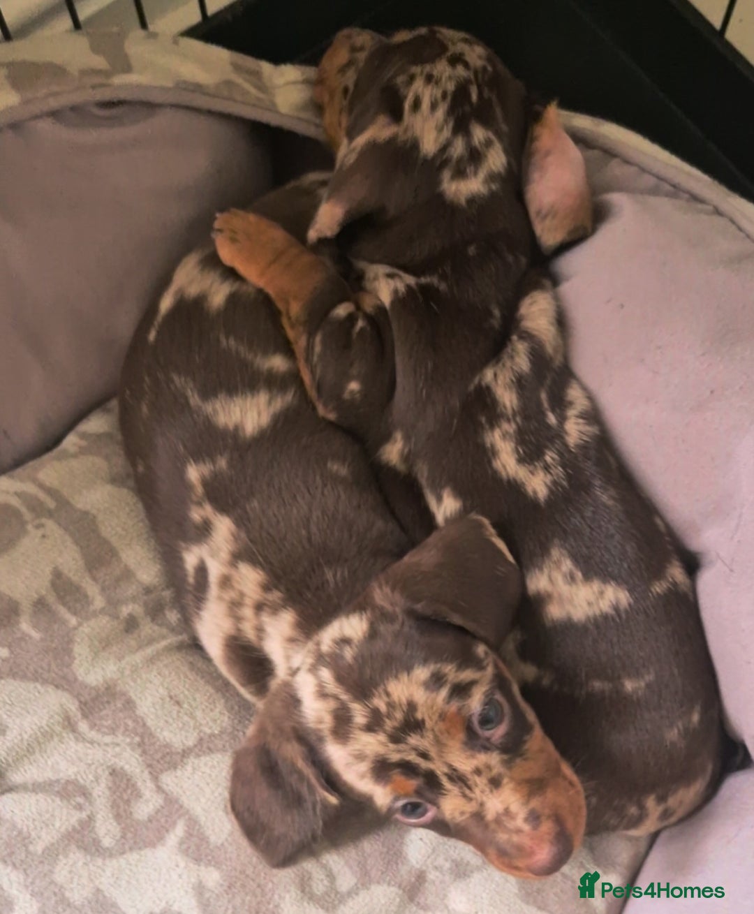 Miniature Dachshund dogs for sale: Chocolate Daple Miniature Boys  - Image 1